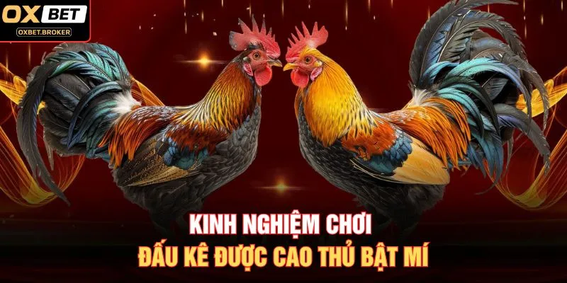 Kinh nghiệm chơi đấu kê được cao thủ bật mí
